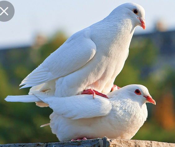 The Two Doves of Conscience