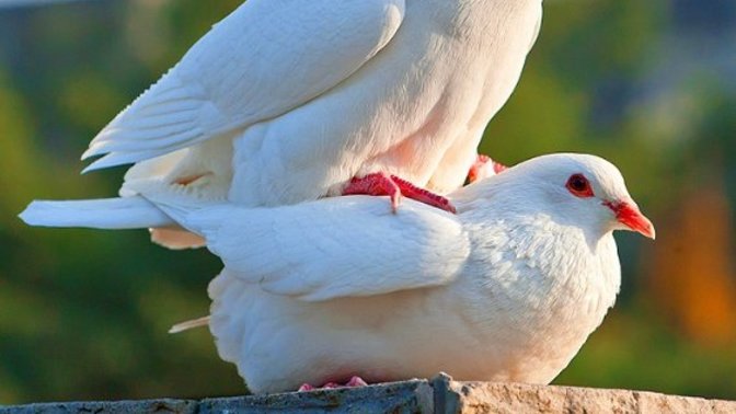 The Two Doves of Conscience