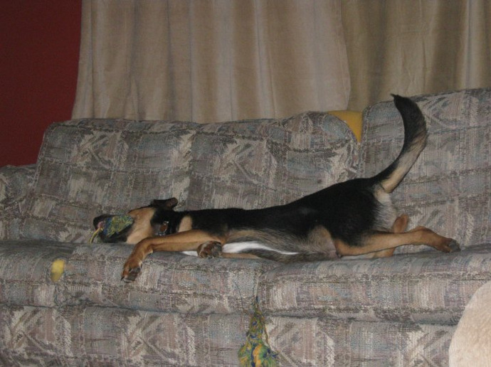 In his defense, it was a really ugly couch.