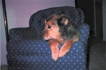 This was Sweetie's chair