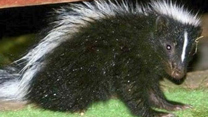 Dawn on the beach with a skunk named 'Sharp'