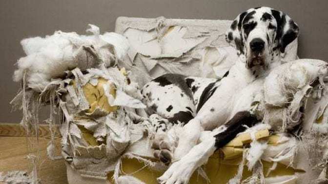 Dogs are overrated in 'most' cases : Waste of time and money!