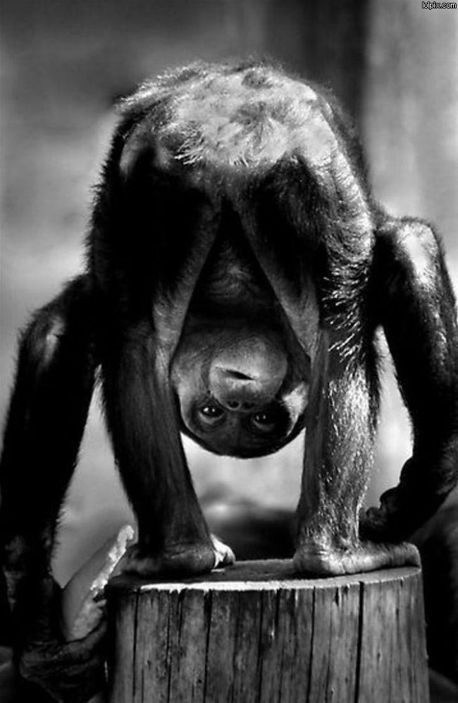 Wait did we evolve from apes or... not? The Evolution theory