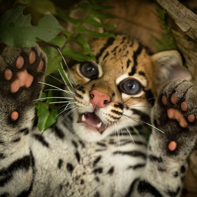 Listen to the music or Ill scratch your eyes out