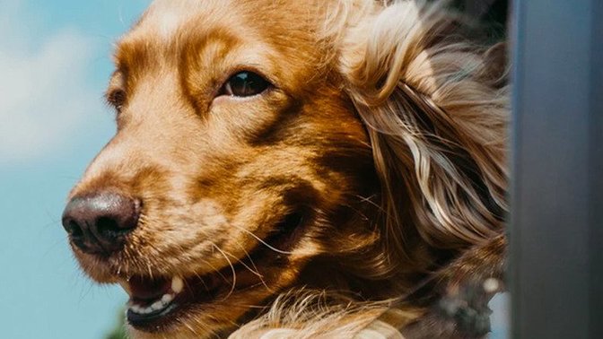 Why some people shouldn’t have animals