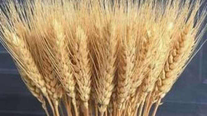 A Parable of Glory - Revisiting the Wheat and the Tares