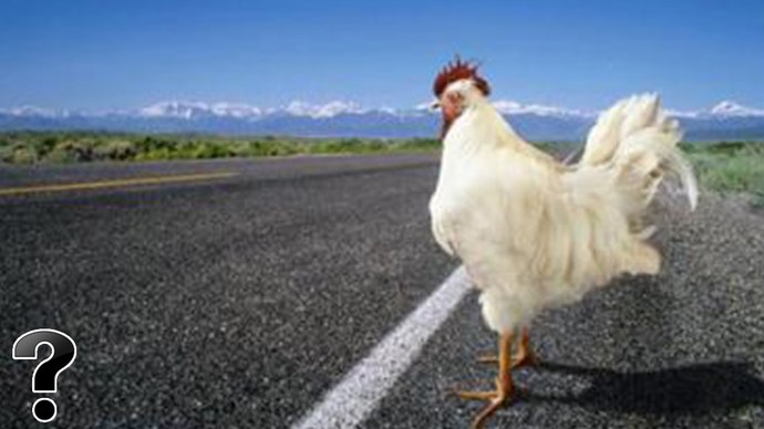 Why Didnt the Chicken Cross the Road?