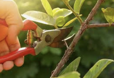 The Pruning of God - It Makes You Stronger