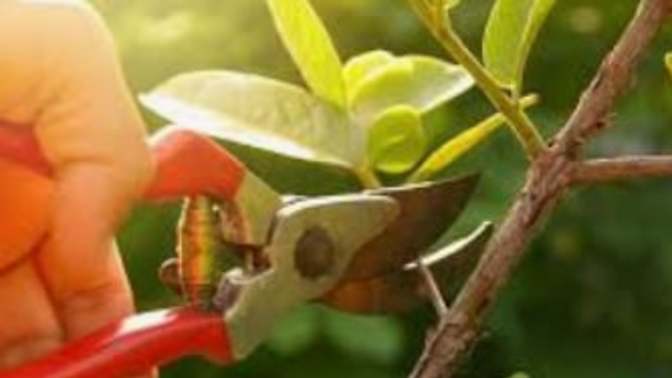 The Pruning of God - It Makes You Stronger