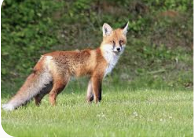 Why the bible says about foxes