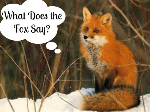 Why the bible says about foxes