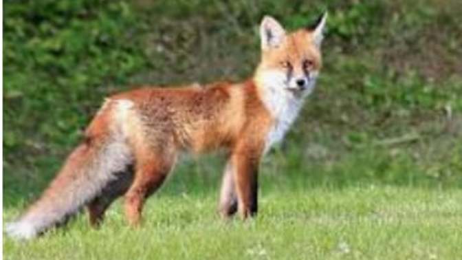 Why the bible says about foxes