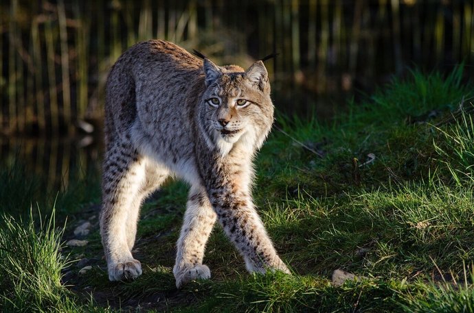 Lynx