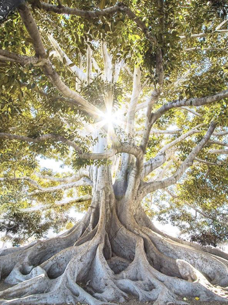 The Two Trees in Revelation 22