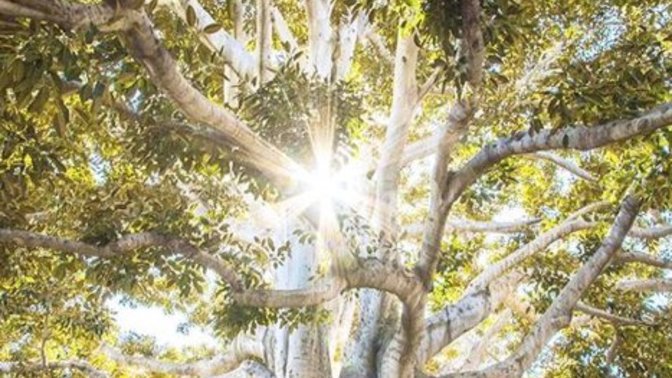The Two Trees in Revelation 22
