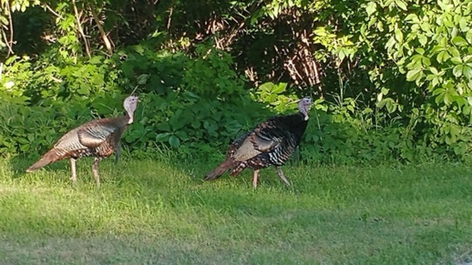 Approach Anxiety: The Eternal Struggle Part II