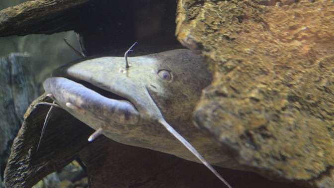 Catfishing Hurts the Catfish: The Dangers of Hiding Behind a Facade.