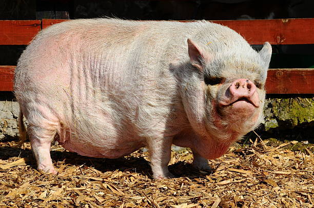 THIS BIG FAT PIG IS BEAUTIFUL!