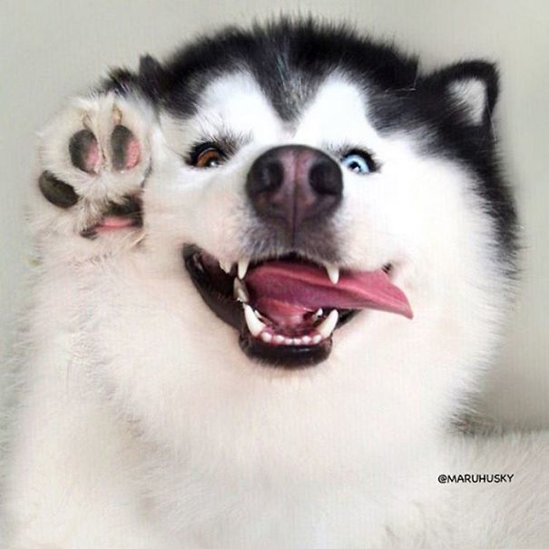 Maru the Happy Husky. How can you not love that face.