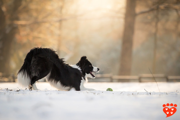 Behold the Border Collie, said to be the most intelligent domesticated dog breed.