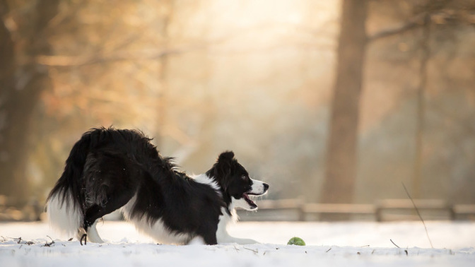 The Rules of Online Engagement: What We Can Learn From Canine Culture