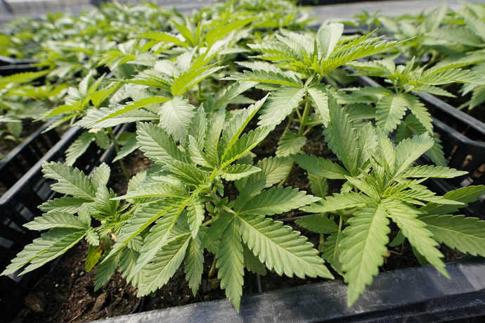 "More people are now smoking marijuana than cigarettes" : NPR