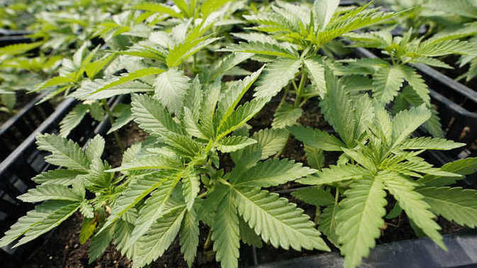 Stop calling marijuana a "DRUG"! It is NOT a drug!