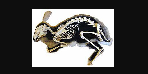 Nature selects: Bunnies Can *Only* Hop, And Heres Why