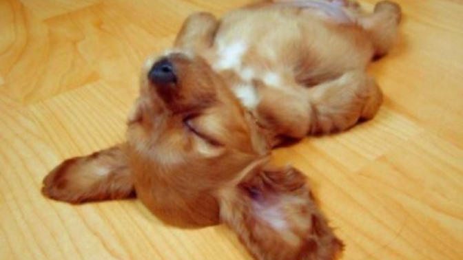 Dream Interpretation