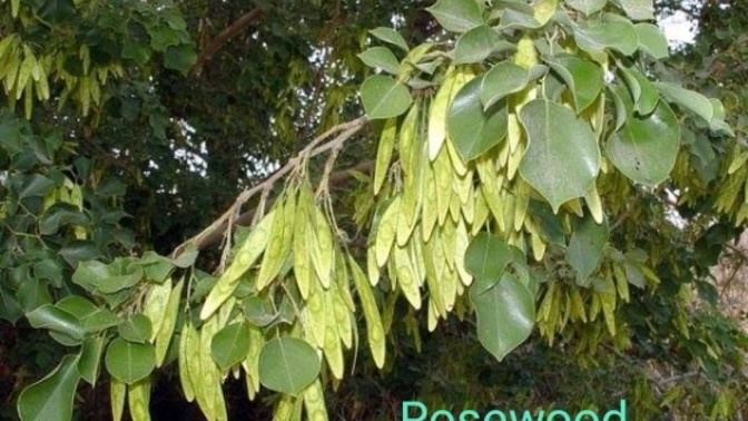 Important plants for human body.