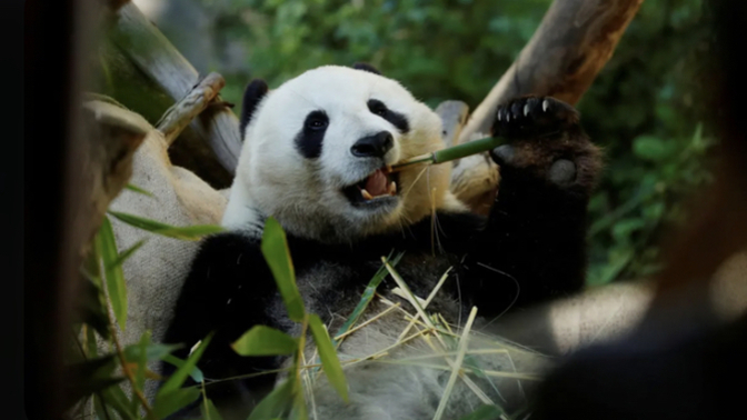 Habits are a direct factor and link to intelligence