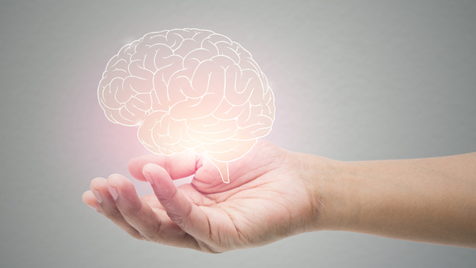 The Human Brain