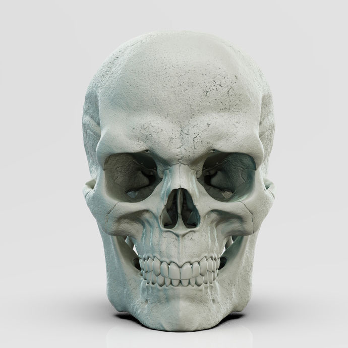 Amber's male skull