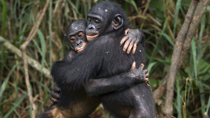 Two Chimps Embracing