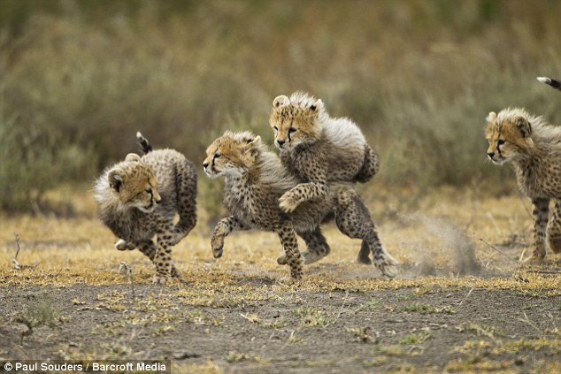 Cheetah Cubs Playing