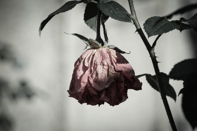 A Poem: Roses Fade...