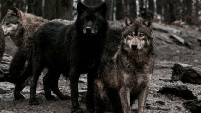 [ My Definition of Family ]