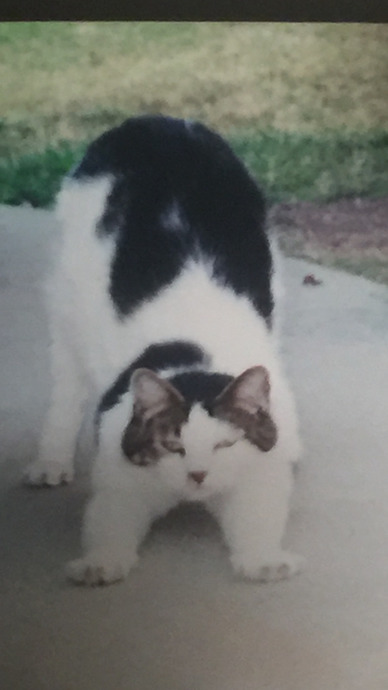 This is a pic of my old actual cat Patches. Haven’t seen him since 2010.