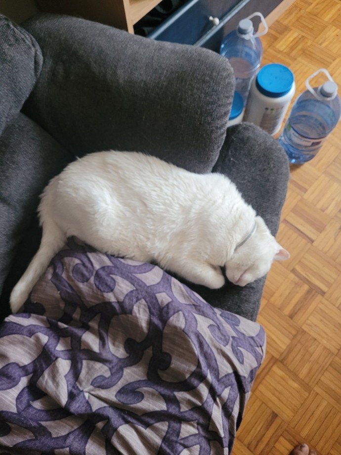 Why do animals have to die?