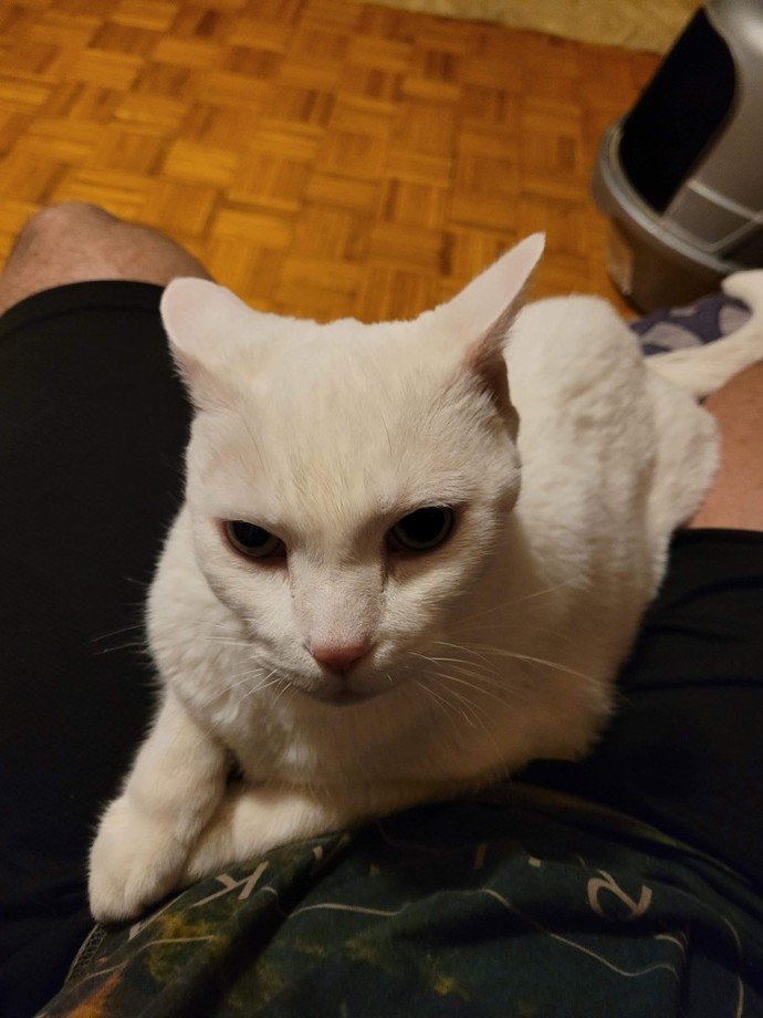 Why do animals have to die?