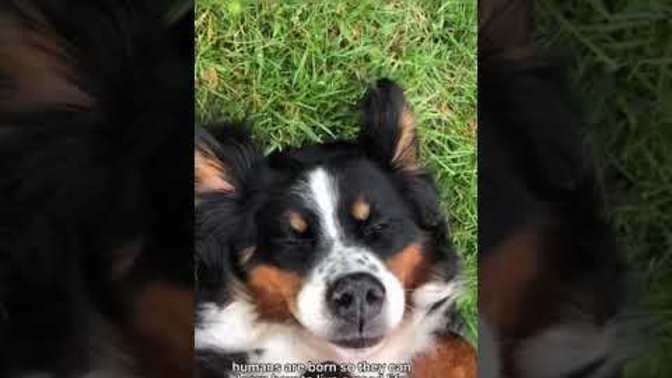 Why do animals have to die?