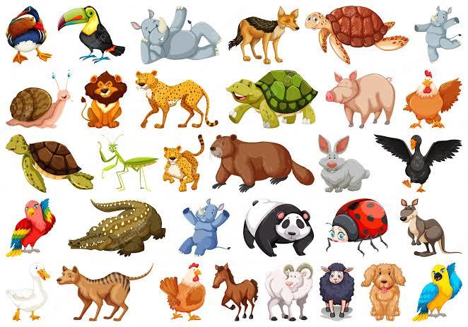 Can non vegan/non vegetarian people be animals lovers?