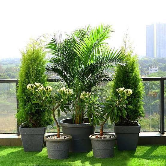 Plants vs animals