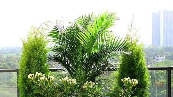 Plants vs animals