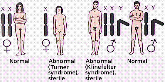 The biological sex: Understanding intersex conditions