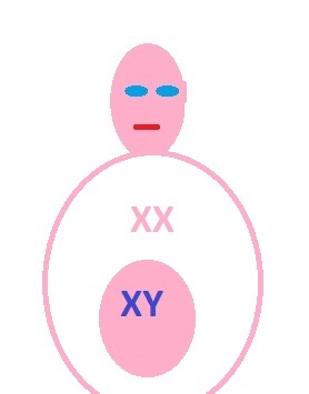an illustration of a pregnant mother growing her male human fetus