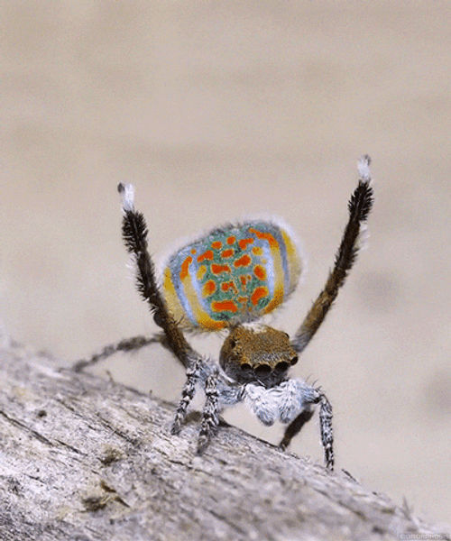 MALE SPIDER