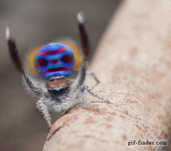 MALE SPIDER