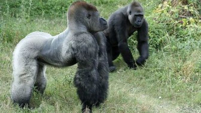 Does The Male Impress The Female Or Does The Female Impress The Male?