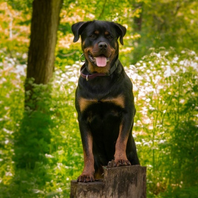 Have you actually seen or heard of an animal saving someone's life?